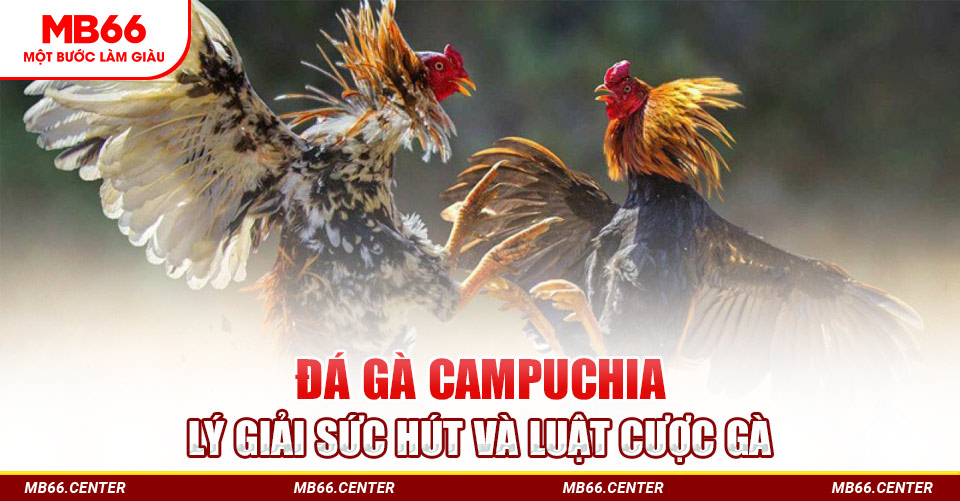 Mb66 - đá gà Campuchia