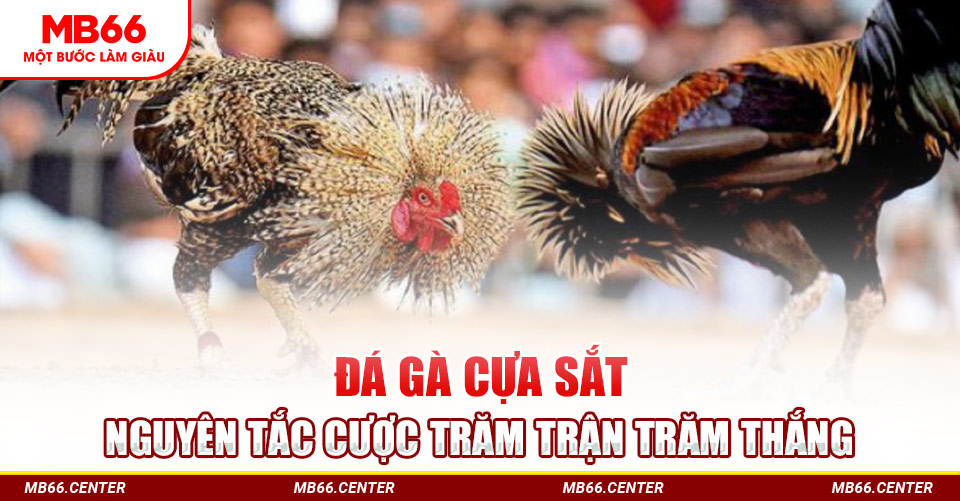 MB66 - Đá gà cựa sắt