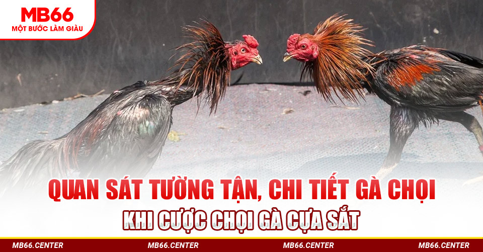 kinh nghiệm chơi gà chọi